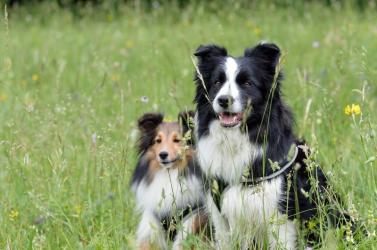 fototapeta border collie w trawie fp 2854