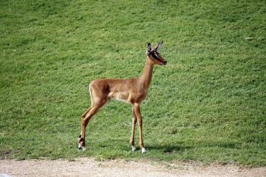 fototapeta mała impala zwyczajna fp 2759