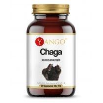 yango chaga - ekstrakt 10% polisacharydów - suplement diety