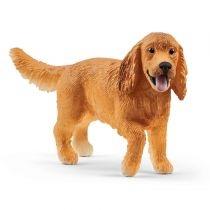 angielski cocker spaniel