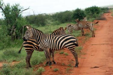 fototapeta zebra w parku narodowym fp 2682