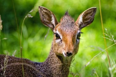 fototapeta antylopa dikdik fp 2449