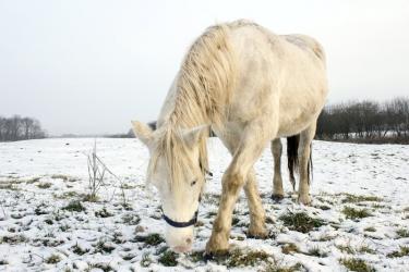 fototapeta koń spacerujący po śniegu fp 2453