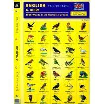 english. find the pair. birds