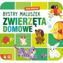 zwierzęta domowe. bystry maluszek