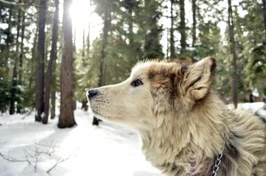 fototapeta alaskan malamute w lesie fp 2773